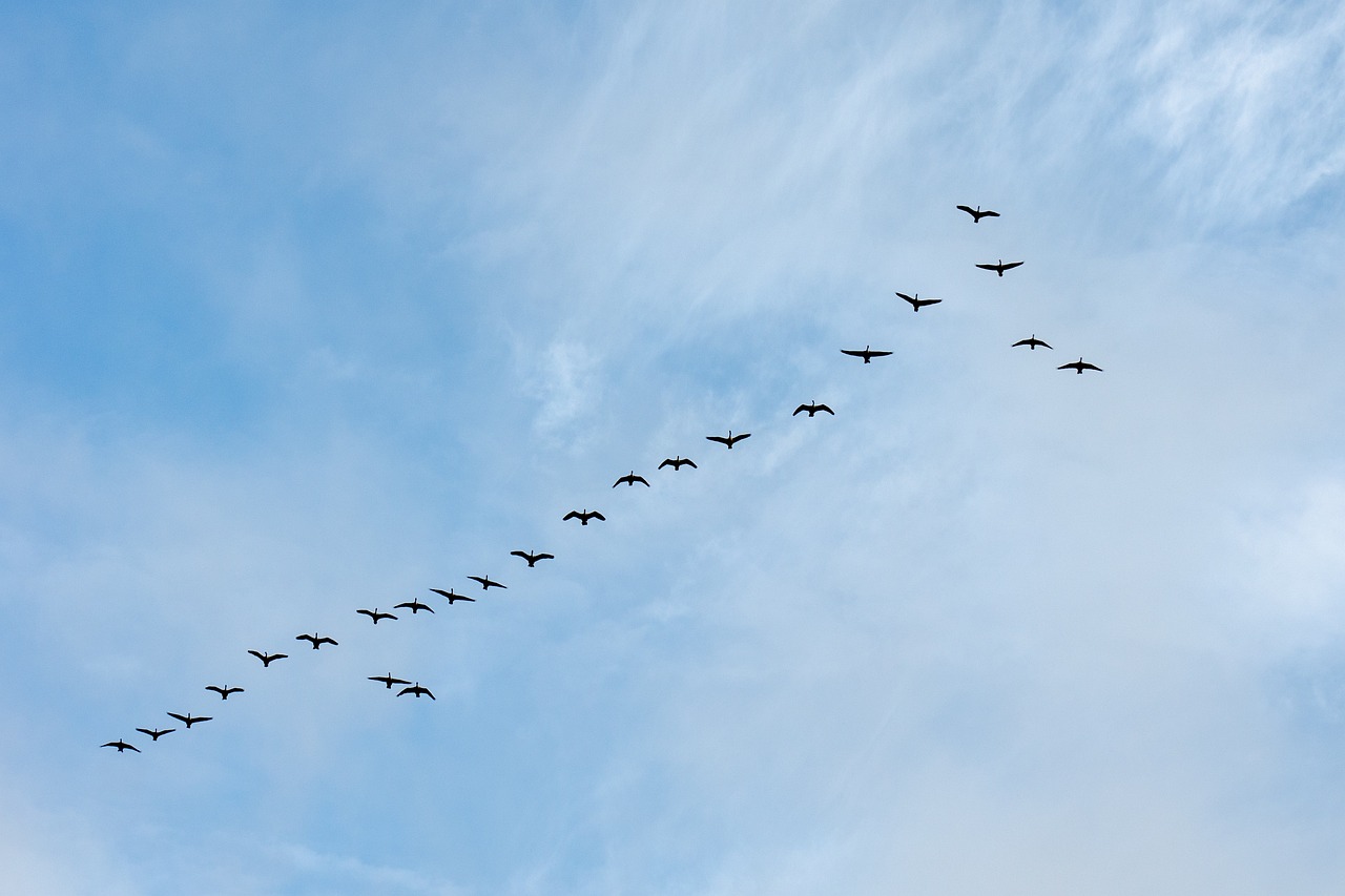 Animal Migrations: Spectacular Journeys and Conservation Challenges